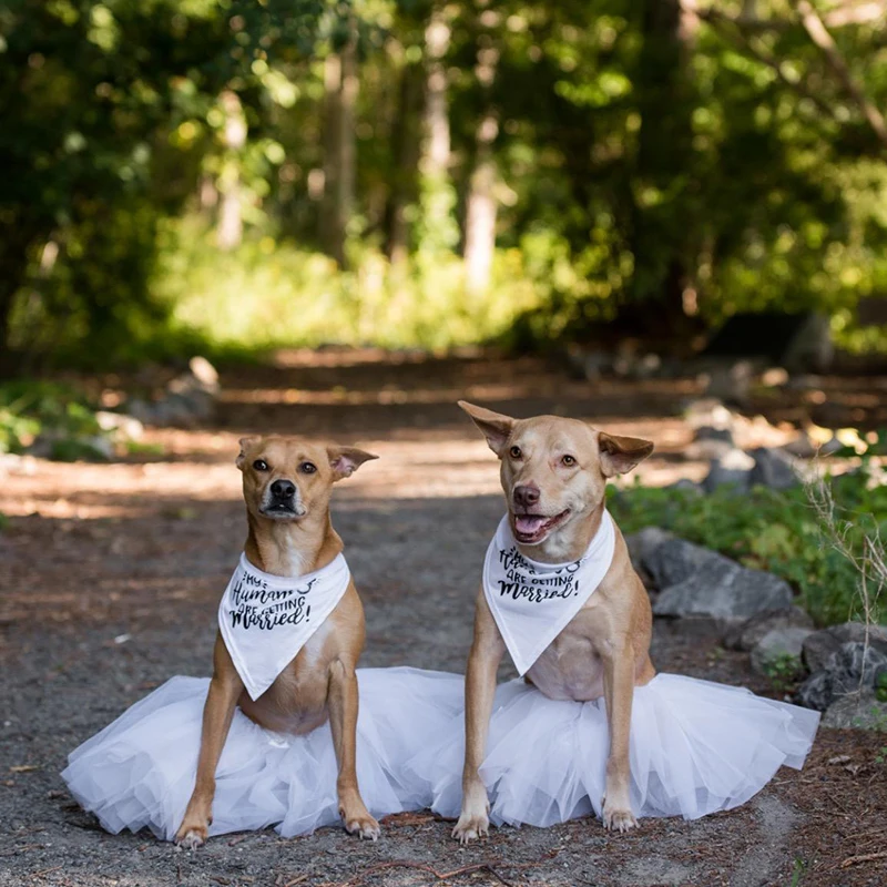 My Humans are Getting Married  - Dog Bandana Scarf のレビューと価格